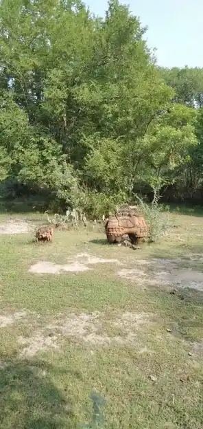 Arulmigu Elikuththi Ayyanar Temple, Pavupattu - 606753 Arulmigu Elikuththi Ayyanar Temple, Pavupattu - 606753, Tiruvannamalai - Ancient Temple Architecture and History Image 4