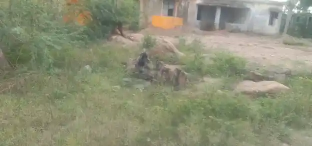 Arulmigu Ellai Amman Temple, Kolakkanatham - 621106 Arulmigu Ellai Amman Temple, Kolakkanatham - 621106, Perambalur - Ancient Temple Architecture and History Image 3