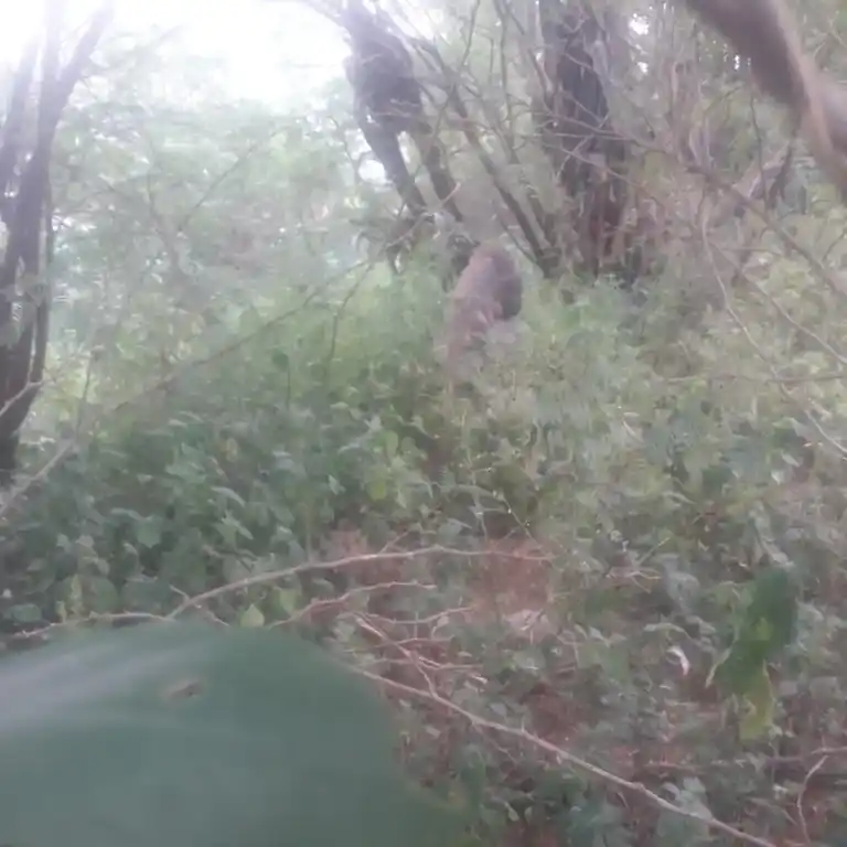 Arulmigu Eswaran Temple, Erukkumanippatti - 622102