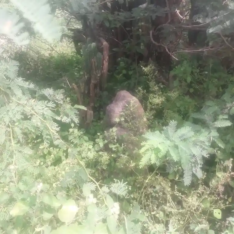 Arulmigu Eswaran Temple, Erukkumanippatti - 622102 அருள்மிகு ஈஸ்வரன் திருக்கோயில், Erukkumanippatti - 622102, Pudukkottai - Ancient Temple Architecture and History Image 3