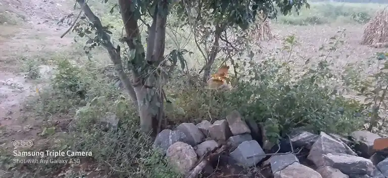 Arulmigu Ethivottukulam Kannimaar Temple, Madur - 624306 அருள்மிகு எத்திவொட்டுக்குளம் கன்னிமார் கோயில், Madur - 624306, Dindigul - Ancient Temple Architecture and History Image 2