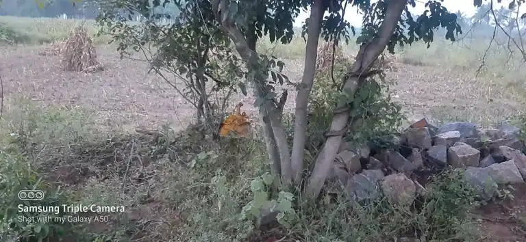 Arulmigu Ethivottukulam Kannimaar Temple, Madur - 624306 அருள்மிகு எத்திவொட்டுக்குளம் கன்னிமார் கோயில், Madur - 624306, Dindigul - Ancient Temple Architecture and History Image 4