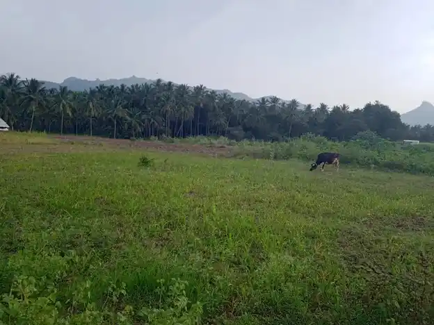 Arulmigu Gangadevar Temple, Near Mount, Attimutlu - 635106 அருள்மிகு கங்காதேவர் திருக்கோயில், Near Mount, Attimutlu - 635106, Dharmapuri - Ancient Temple Architecture and History Image 4