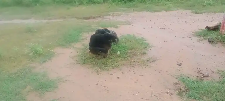 Arulmigu Gurunathasamy Temple, Thadaiyampatti - 625535