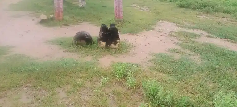 Arulmigu Gurunathasamy Temple, Thadaiyampatti - 625535 அருள்மிகு குருநாதசாமி திருக்கோயில், Thadaiyampatti - 625535, Madurai - Ancient Temple Architecture and History Image 2