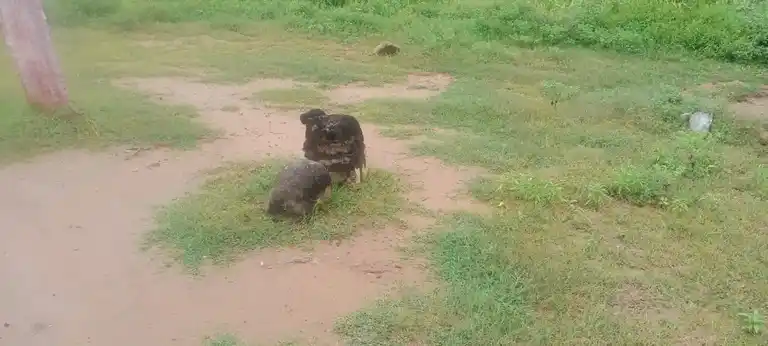 Arulmigu Gurunathasamy Temple, Thadaiyampatti - 625535 அருள்மிகு குருநாதசாமி திருக்கோயில், Thadaiyampatti - 625535, Madurai - Ancient Temple Architecture and History Image 3