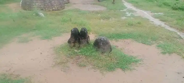 Arulmigu Gurunathasamy Temple, Thadaiyampatti - 625535 அருள்மிகு குருநாதசாமி திருக்கோயில், Thadaiyampatti - 625535, Madurai - Ancient Temple Architecture and History Image 4