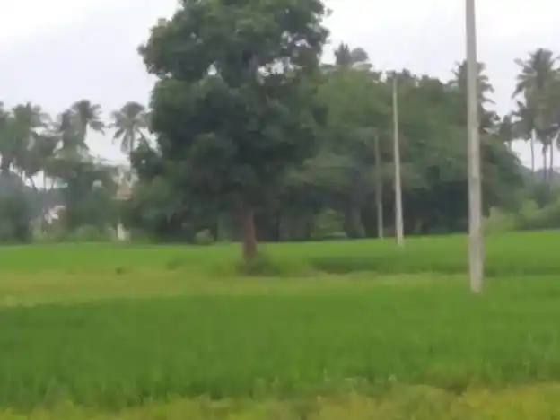 Arulmigu Gurunathasamy Temple, Thandalai - 625018 Temple