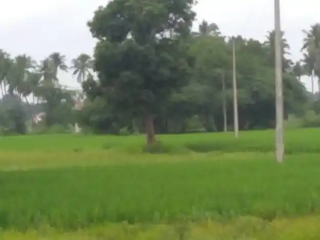 Arulmigu Gurunathasamy Temple, Thandalai - 625018 அருள்மிகு குருநாத சாமி திருக்கோயில், Thandalai - 625018, Madurai - Ancient Temple Architecture and History Image 2