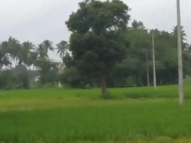 Arulmigu Gurunathasamy Temple, Thandalai - 625018 அருள்மிகு குருநாத சாமி திருக்கோயில், Thandalai - 625018, Madurai - Ancient Temple Architecture and History Image 3