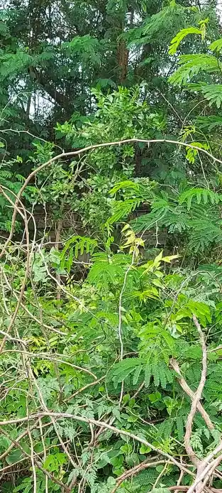 Arulmigu Hariputhiran Temple, Kavanoor - 631004