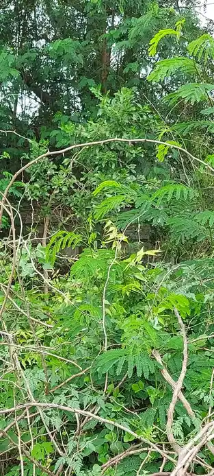 Arulmigu Hariputhiran Temple, Kavanoor - 631004 அருள்மிகு ஹரிபுத்திரன் திருக்கோயில், காவணூர் - 631004, Ranipet - Ancient Temple Architecture and History Image 2