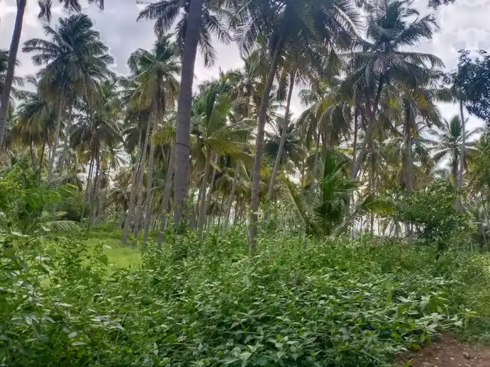 Arulmigu Irulandi Karuppanasamy Temple, Pallapatti - 625103 அருள்மிகு இருளாண்டி கருப்பணசாமி கோயில், Pallapatti - 625103, Madurai - Ancient Temple Architecture and History Image 3