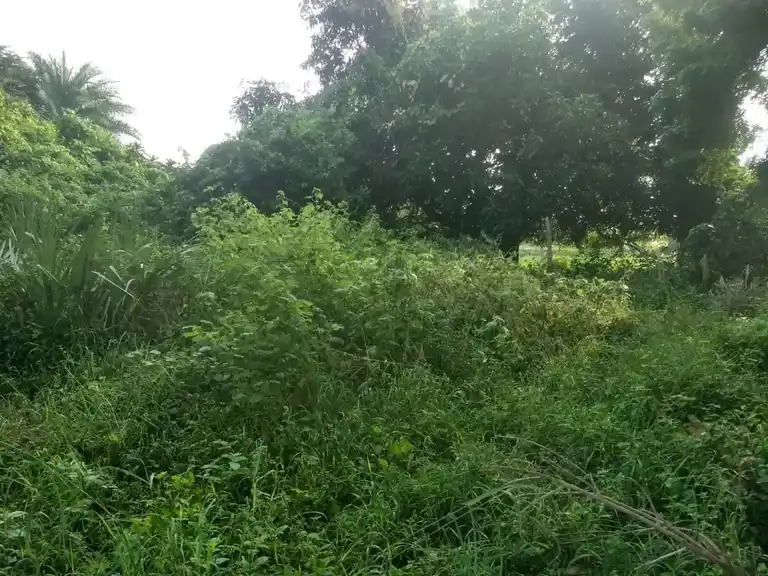 Arulmigu Iyanaar Temple, Manalagar - 610107 அருள்மிகு அய்யனார் திருக்கோயில், Manalagar - 610107, Thiruvarur - Ancient Temple Architecture and History Image 2