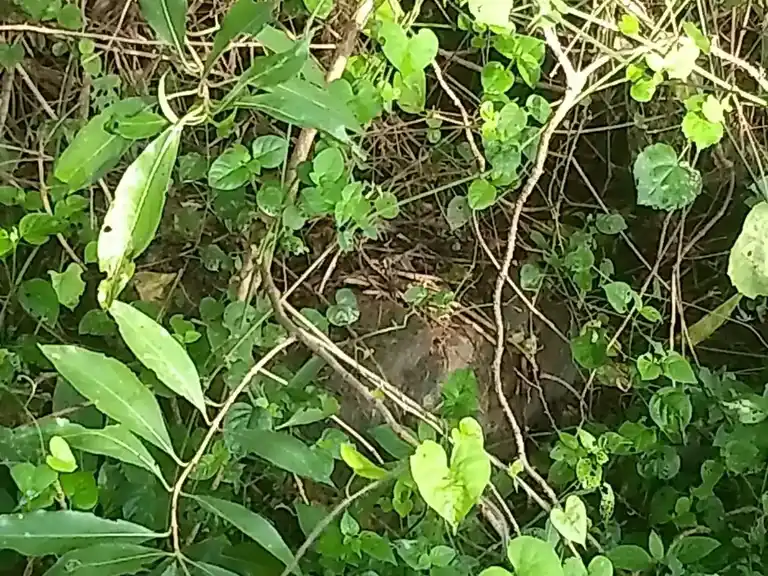 Arulmigu Iyanaar Temple, Manalagar - 610107 அருள்மிகு அய்யனார் திருக்கோயில், Manalagar - 610107, Thiruvarur - Ancient Temple Architecture and History Image 3