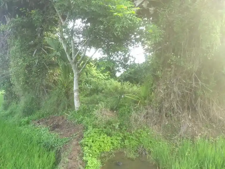 Arulmigu Iyanaar Temple, Manalagar - 610107 அருள்மிகு அய்யனார் திருக்கோயில், Manalagar - 610107, Thiruvarur - Ancient Temple Architecture and History Image 4