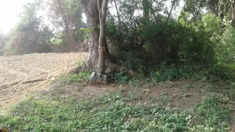 Arulmigu Iyanar Temple, Peykanatham - 607102