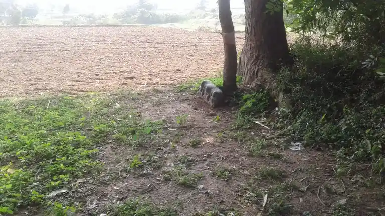 Arulmigu Iyanar Temple, Peykanatham - 607102 அருள்மிகு அய்யனார் திருக்கோயில், Peykanatham - 607102, Cuddalore - Ancient Temple Architecture and History Image 2