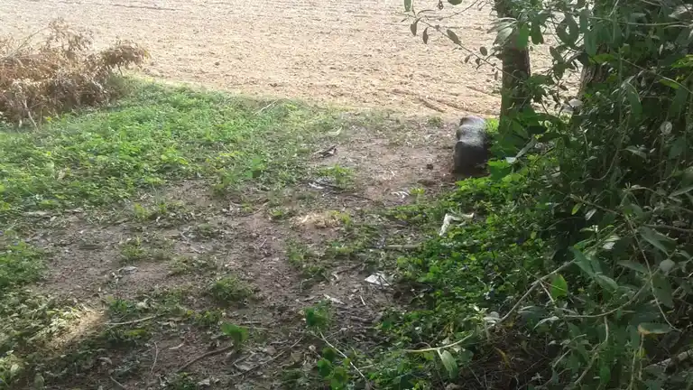 Arulmigu Iyanar Temple, Peykanatham - 607102 அருள்மிகு அய்யனார் திருக்கோயில், Peykanatham - 607102, Cuddalore - Ancient Temple Architecture and History Image 3