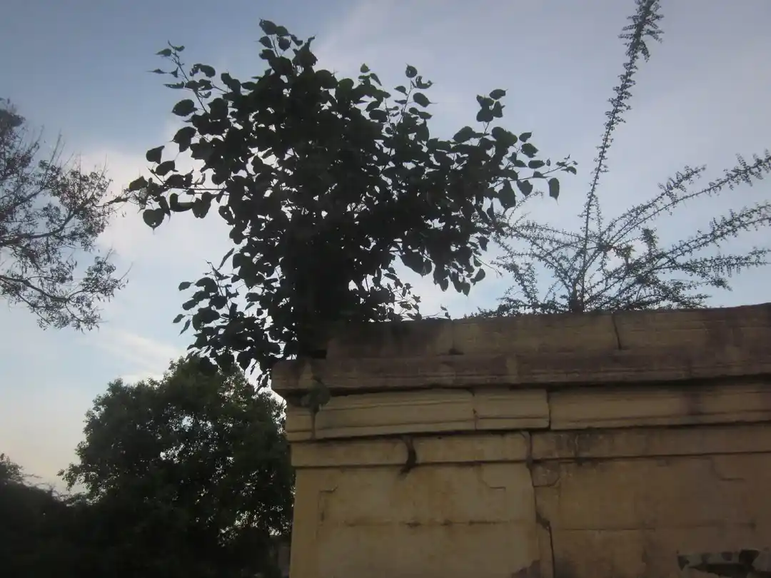 Arulmigu Iyyanar Temple, Asakalathur - 606204 அருள்மிகு அய்யனார் திருக்கோயில், Asakalathur - 606204, Kallakurichi - Ancient Temple Architecture and History Image 4