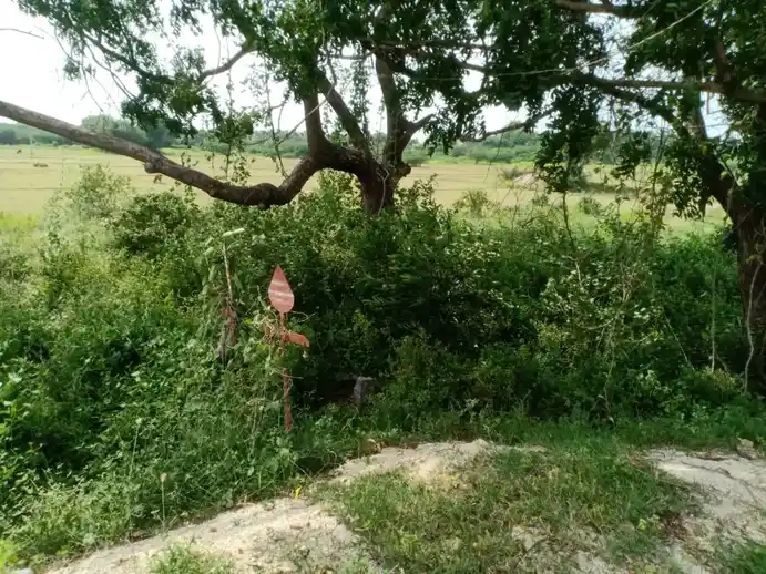 Arulmigu Iyyanar Temple, Aththippakkam - 604207 அருள்மிகு அய்யனார் திருக்கோயில், Aththippakkam - 604207, Kallakurichi - Ancient Temple Architecture and History Image 2