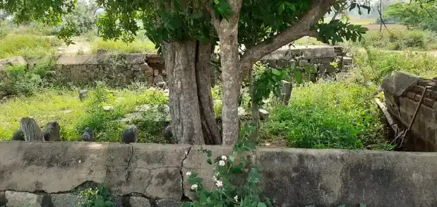 Arulmigu Iyyanar Temple, Chinnakolapadi - 606701 Arulmigu Iyyanar Temple, Chinnakolapadi - 606701, Tiruvannamalai - Ancient Temple Architecture and History Image 4