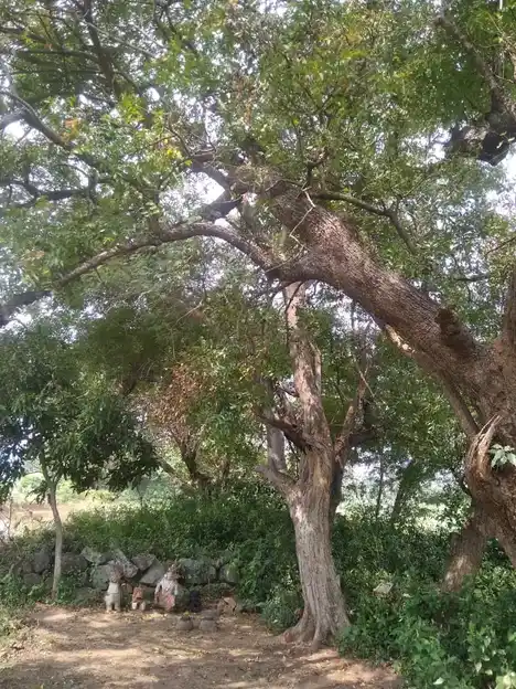 Arulmigu Iyyanar Temple, Kadathur - 606201 அருள்மிகு பிடாரி விளக்கியம்மன் திருக்கோயில், Kadathur - 606201, Kallakurichi - Ancient Temple Architecture and History Image 5