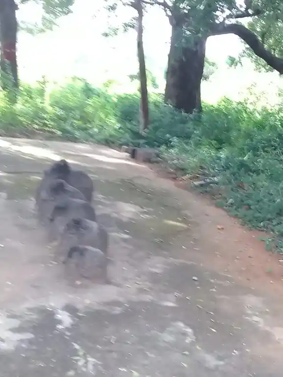 Arulmigu Iyyanar Temple, Mogalaar - 605757 அருள்மிகு அய்யனார் திருக்கோயில், Mogalaar - 605757, Kallakurichi - Ancient Temple Architecture and History Image 3