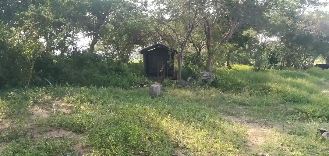 Arulmigu Iyyanar Temple, Ninnaiyur - 606305 Arulmigu Iyyanar Temple, Ninnaiyur - 606305, Kallakurichi - Ancient Temple Architecture and History Image 2