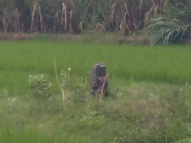 Arulmigu Iyyanar Temple, Paalrampattu - 606207 அருள்மிகு அய்யனார் திருக்கோயில், Paalrampattu - 606207, Kallakurichi - Ancient Temple Architecture and History Image 2