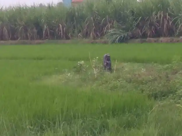 Arulmigu Iyyanar Temple, Paalrampattu - 606207 அருள்மிகு அய்யனார் திருக்கோயில், Paalrampattu - 606207, Kallakurichi - Ancient Temple Architecture and History Image 4