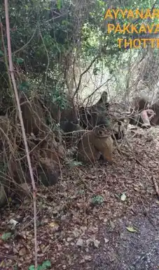 Arulmigu Iyyanar Temple, Parambur, Illupur Taluk - 622104 அருள்மிகு அய்யனார் திருக்கோயில், பரம்பூர், இலுப்பூர் வட்டம் - 622104, Pudukkottai - Ancient Temple Architecture and History Image 4