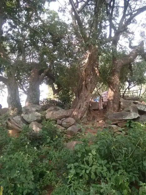 Arulmigu Iyyanar Temple, Thengiyaanaththam - 606201 அருள்மிகு அய்யனார் திருக்கோயில், Thengiyaanaththam - 606201, Kallakurichi - Ancient Temple Architecture and History Image 2