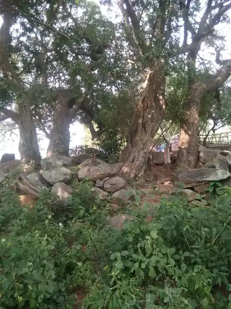 Arulmigu Iyyanar Temple, Thengiyaanaththam - 606201 அருள்மிகு அய்யனார் திருக்கோயில், Thengiyaanaththam - 606201, Kallakurichi - Ancient Temple Architecture and History Image 4