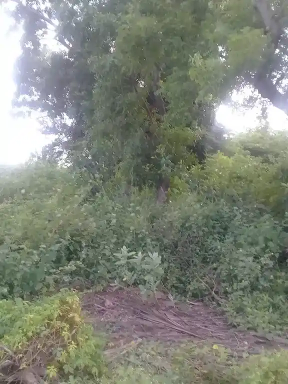Arulmigu Iyyanar Temple, Vaanaapuram - 606402