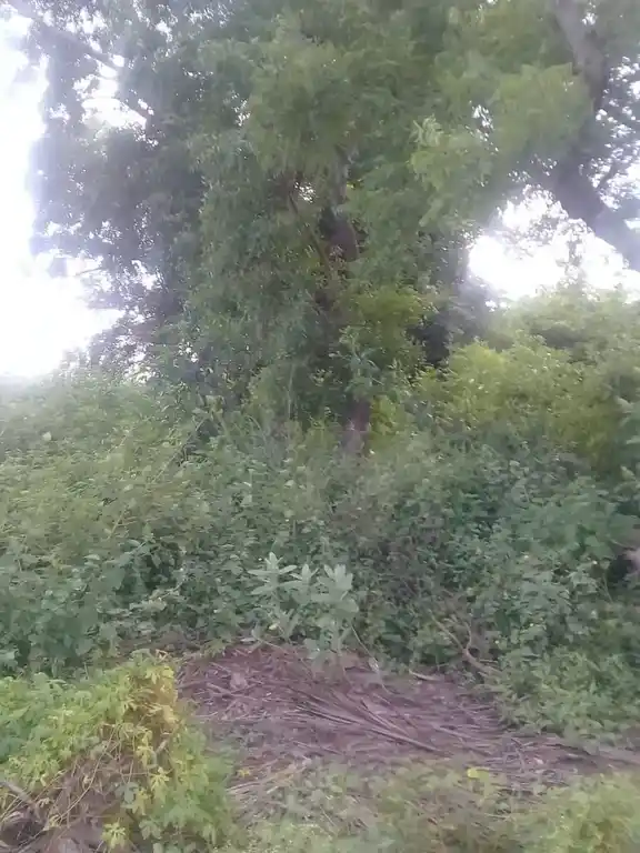 Arulmigu Iyyanar Temple, Vaanaapuram - 606402 அருள்மிகு அய்யனார் திருக்கோயில், Vaanaapuram - 606402, Kallakurichi - Ancient Temple Architecture and History Image 4