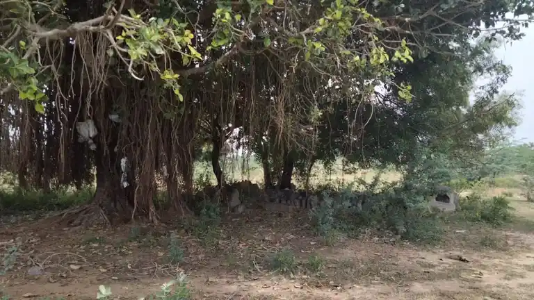 Arulmigu Iyyanar Vagaiyara Temple, Neivanai - 607201 அருள்மிகு அய்யனார் திருக்கோயில், Neivanai - 607201, Kallakurichi - Ancient Temple Architecture and History Image 2