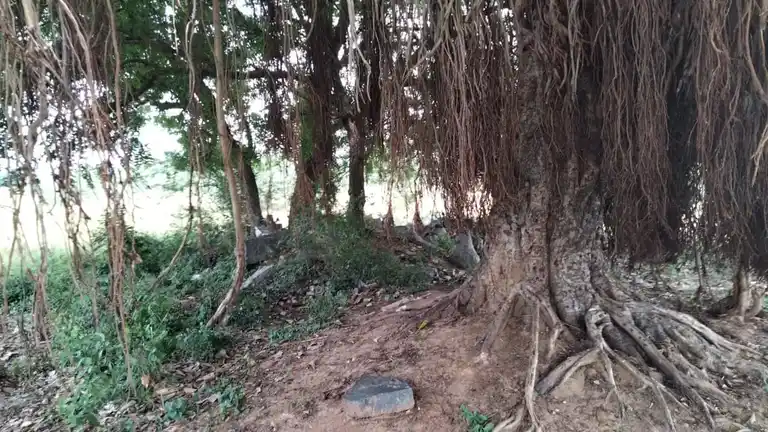 Arulmigu Iyyanar Vagaiyara Temple, Neivanai - 607201 அருள்மிகு அய்யனார் திருக்கோயில், Neivanai - 607201, Kallakurichi - Ancient Temple Architecture and History Image 4