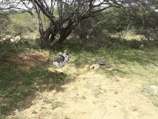 Arulmigu Iyyanar Vagaiyara Temple, V.Krishnapuram - 606301 அருள்மிகு அய்யனார் திருக்கோயில், V.Krishnapuram - 606301, Kallakurichi - Ancient Temple Architecture and History Image 2