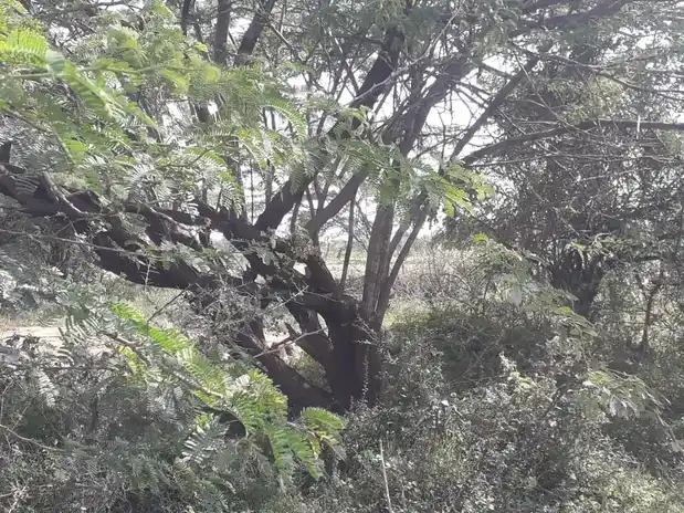 Arulmigu Iyyanar Vagaiyara Temple, V.Krishnapuram - 606301 அருள்மிகு அய்யனார் திருக்கோயில், V.Krishnapuram - 606301, Kallakurichi - Ancient Temple Architecture and History Image 3