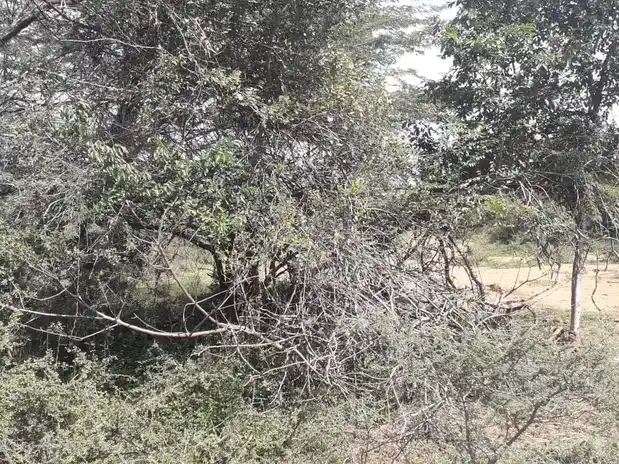 Arulmigu Iyyanar Vagaiyara Temple, V.Krishnapuram - 606301 அருள்மிகு அய்யனார் திருக்கோயில், V.Krishnapuram - 606301, Kallakurichi - Ancient Temple Architecture and History Image 4