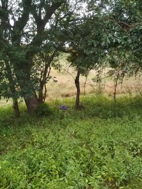 Arulmigu Iyyannar Temple, Keerampur - 606302 Arulmigu Iyyannar Temple, Keerampur - 606302, Cuddalore - Ancient Temple Architecture and History Image 3