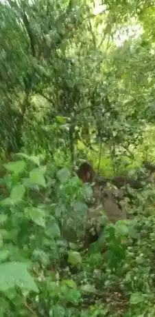 Arulmigu Iyyannar Temple, Ko-Aathanoor - 606003 அருள்மிகு அய்யனார் திருக்கோயில், Ko-Aathanoor - 606003, Cuddalore - Ancient Temple Architecture and History Image 4