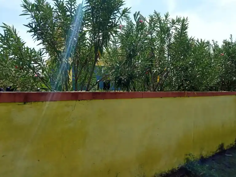 Arulmigu Jadarayasami Temple, Jadarayasami Temple, Area, Pazhaverkadu - 601204 Arulmigu Jadarayasami Temple, Jadarayasami Templearea, Pazhaverkadu - 601204, Tiruvallur - Ancient Temple Architecture and History Image 2