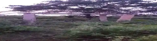 Arulmigu Jakkaalamman Temple, Karungal - 624620 அருள்மிகு ஜக்காலம்மன் கோயில், Karungal - 624620, Dindigul - Ancient Temple Architecture and History Image 4