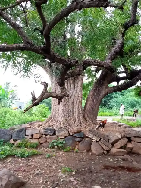 Arulmigu Jakkaalamman Temple, Vellalapatti - 621303 Arulmigu Jakkaalamman Temple, Vellalapatti - 621303, Thiruchirappalli - Ancient Temple Architecture and History Image 2