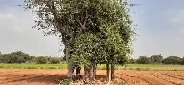 Arulmigu Jakkaalammant Temple, Venjamangkudalur - 639109 அருள்மிகு ஜக்காளம்மன் திருக்கோயில், Venjamangkudalur - 639109, Karur - Ancient Temple Architecture and History Image 2