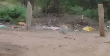 Arulmigu Jakkadeviamman Temple, Near Kanmai Karai, Meaduppatti @ Poosaripatti - 626128 அருள்மிகு ஜக்கதேவியம்மன் திருக்கோயில், கண்மாய்க்கரை அருகில், மேட்டுப்பட்டி என்ற பூசாரிபட்டி - 626128, Virudhunagar - Ancient Temple Architecture and History Image 3