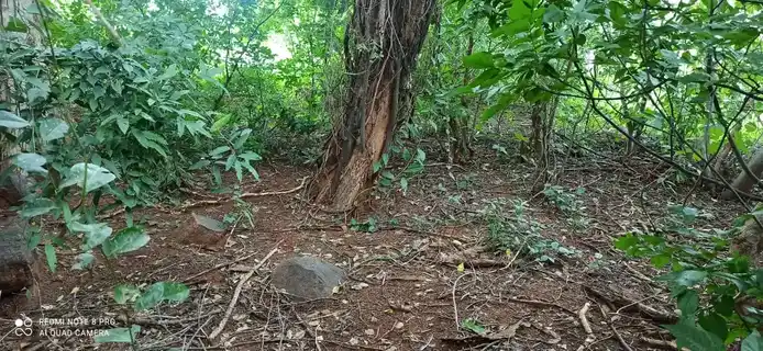 Arulmigu Jakkalamman Temple, Seegampatti - 621311 Arulmigu Jakkalamman Temple, Seegampatti - 621311, Thiruchirappalli - Ancient Temple Architecture and History Image 4