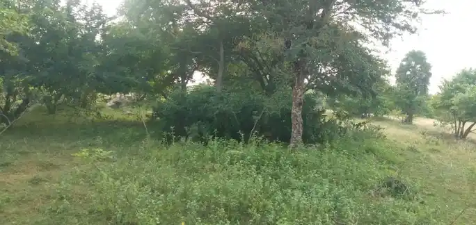 Arulmigu Jakkammal Temple, Valvarmangalam - 639001 அருள்மிகு ஜக்கம்மாள் திருக்கோயில், Valvarmangalam - 639001, Karur - Ancient Temple Architecture and History Image 2